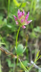 Trifolium ciliolatum