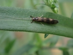 Mystacides interjectus