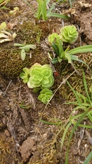 Phedimus stellatus