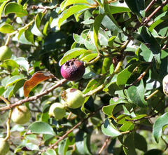 Syzygium gerrardii