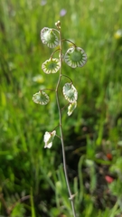 Thysanocarpus radians