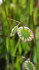Thysanocarpus radians