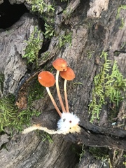 Marasmius sullivantii