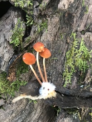 Marasmius sullivantii