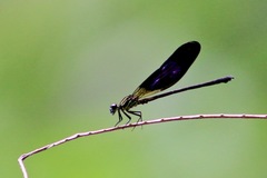 Euphaea aspasia