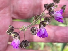 Mirabilis melanotricha