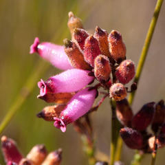 Erica cristata
