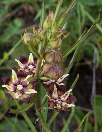 Pachycarpus image