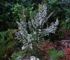Erica fuscescens