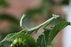 Stagmomantis carolina