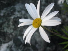 Osmitopsis osmitoides