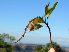 Faurea macnaughtonii