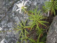 Osmitopsis osmitoides