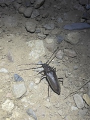 Enaphalodes hispicornis