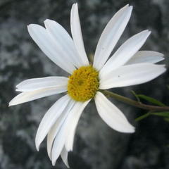 Osmitopsis osmitoides