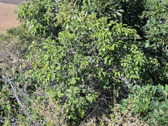 Faurea macnaughtonii