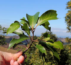 Faurea macnaughtonii