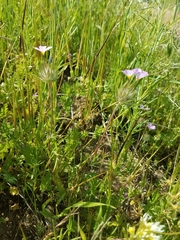 Leptosiphon montanus