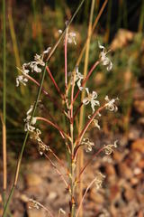 Tritoniopsis nervosa