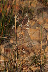 Tritoniopsis nervosa