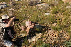 Tritoniopsis nervosa