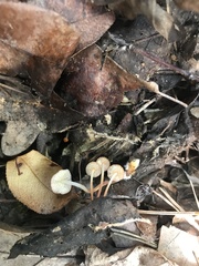 Marasmius sullivantii