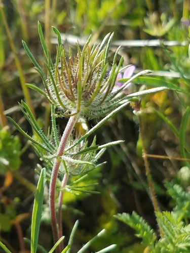 Image of Leptosiphon montanus by (c) Alan Rockefeller, some rights reserved (CC BY)