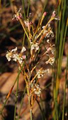 Tritoniopsis nervosa