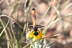 Ammophila placida