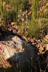 Tritoniopsis nervosa