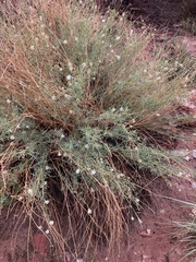 Dalea candida oligophylla