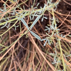 Dalea candida oligophylla
