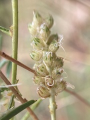 Dalea candida oligophylla