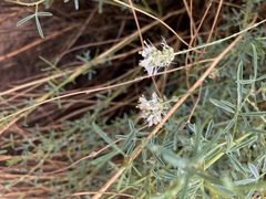 Dalea candida oligophylla