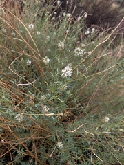 Dalea candida oligophylla