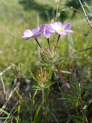 Leptosiphon montanus