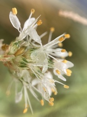 Dalea candida oligophylla