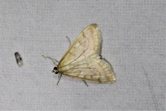 Hahncappsia pergilvalis