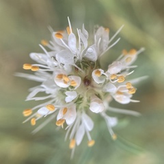 Dalea candida oligophylla