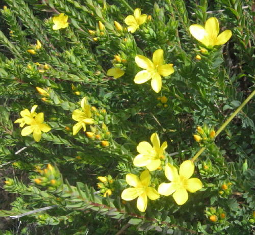 African flax (Linum aethiopicum)