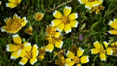 Layia chrysanthemoides