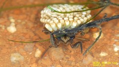 Appasus japonicus
