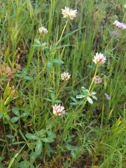 Trifolium ciliolatum