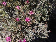 Krameria cistoidea