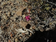 Krameria cistoidea