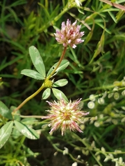 Trifolium ciliolatum