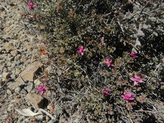 Krameria cistoidea
