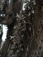 Tillandsia virescens