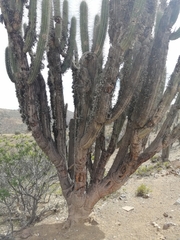 Tillandsia virescens