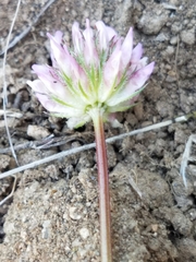 Trifolium ciliolatum